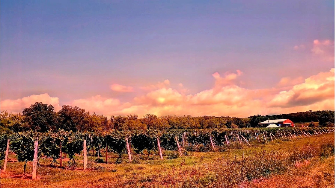 Vineyards from below